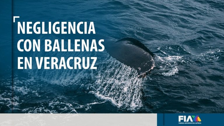 Muere orca tras perder sangre; personal del Acuario de Veracruz no la auxilió