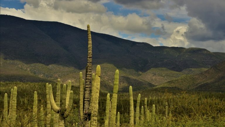 UNESCO nombra Patrimonio Mundial al Valle de Tehuacán-Cuicatlán en Oaxaca