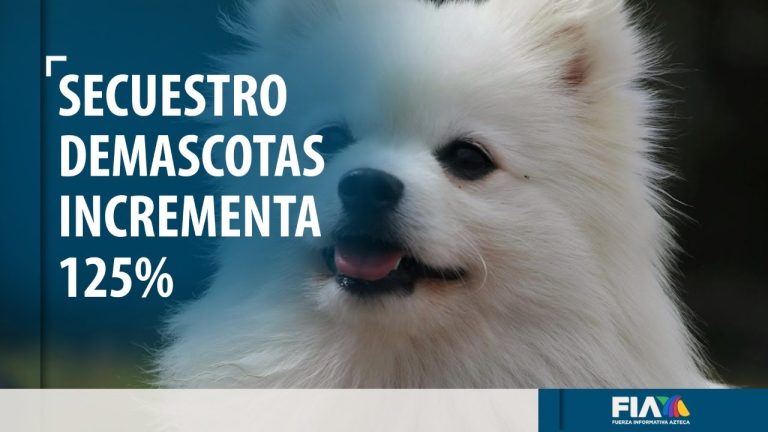 Crece el secuestro de mascotas en México un 125%; labradores los más robados