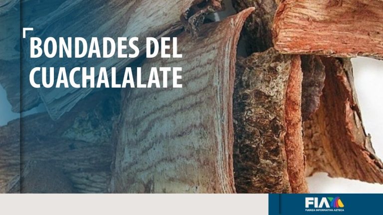 El cuachalalate: una planta esencial en la medicina tradicional del sur de México