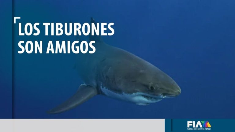 Lanzan campaña en defensa de los tiburones; demuestran que no son monstruos