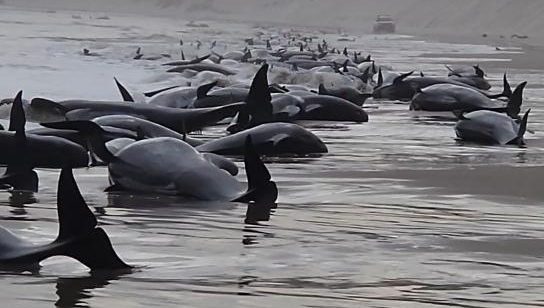 Encuentran 230 ballenas varadas en costas de Australia; la mitad muertas
