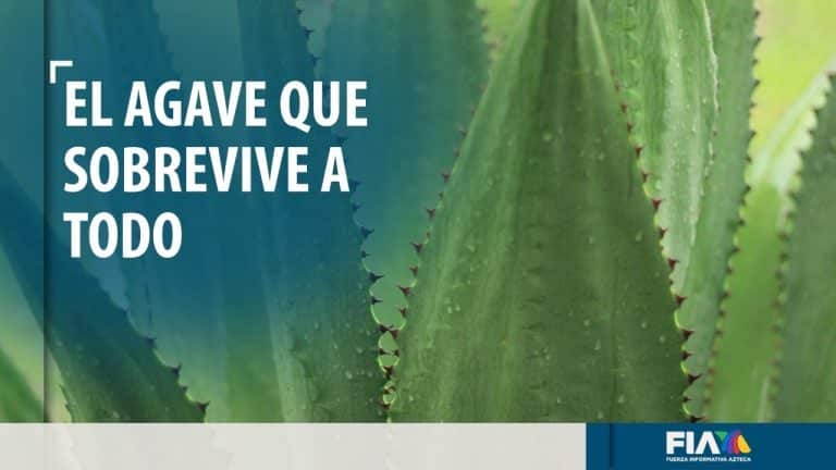 Siembran agave en California; inició como experimento y resultó ideal para esas tierras