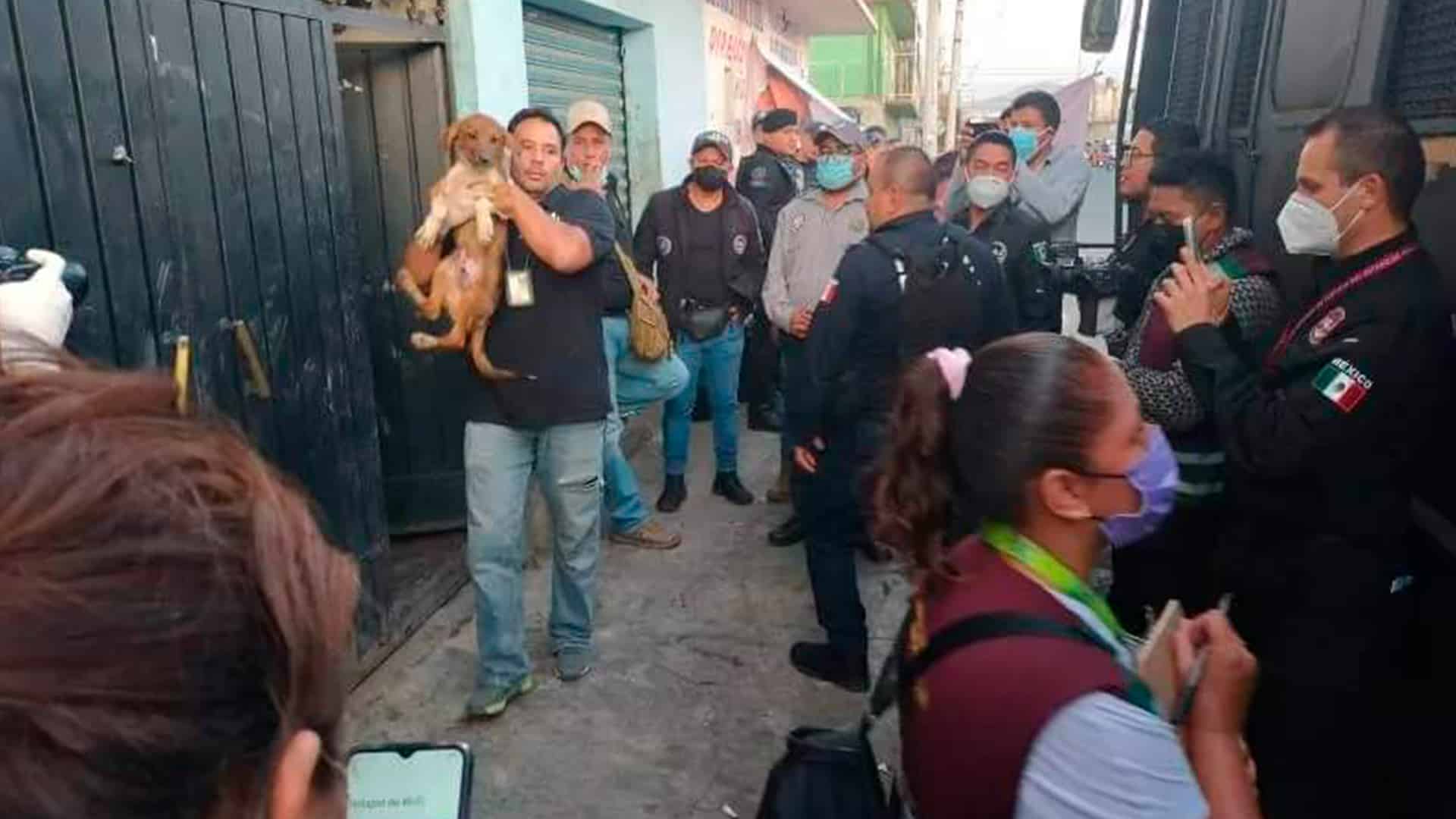 Rescatan a perros de matadero clandestino que surtía carne al Estado de México y CDMX