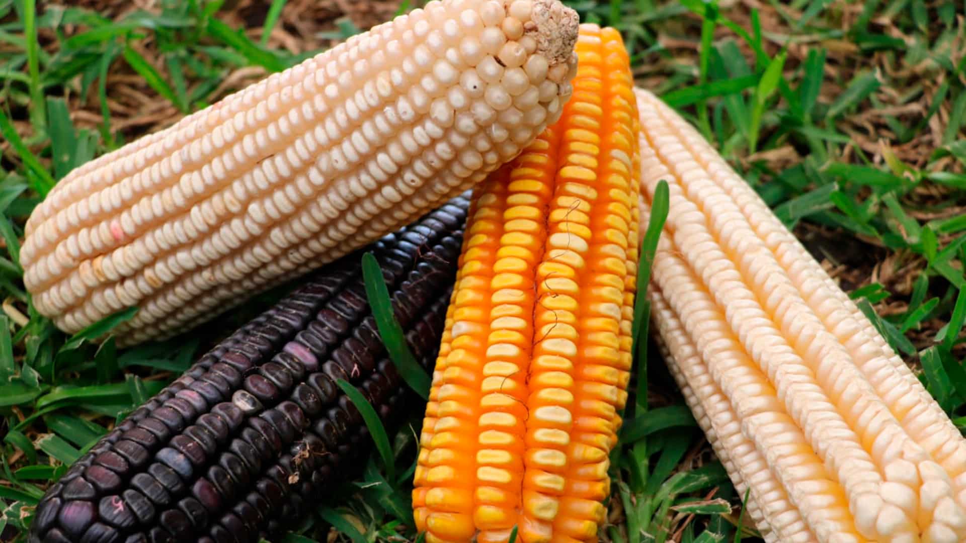 Se abrieron consultas del T-MEC por prohibición de importaciones de maíz transgénico.