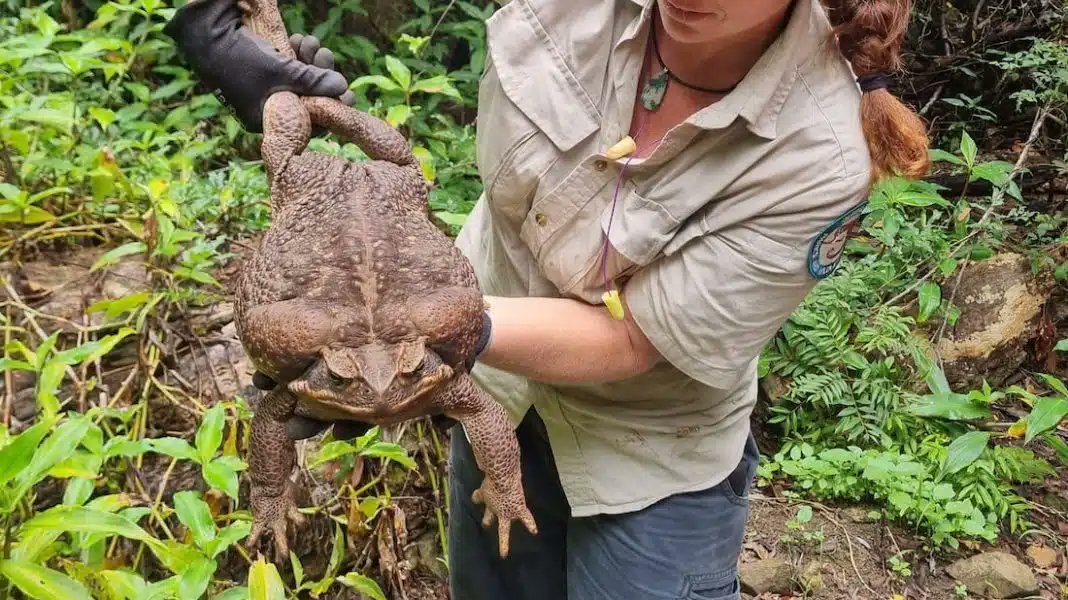 Encuentran gigantesco sapo en parque de Australia