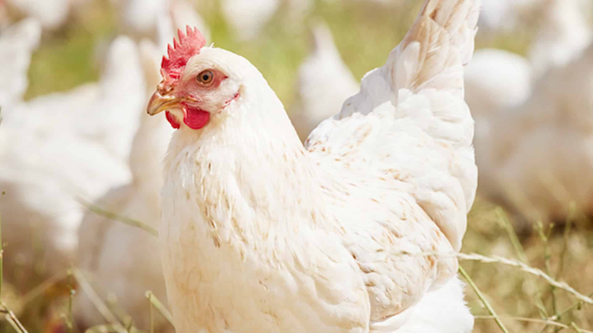 La influenza aviar ha provocado la muerte de millones de aves