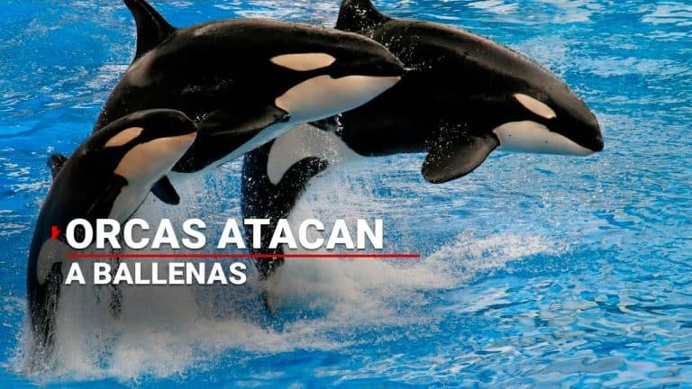 Orcas y ballenas grises se enfrentaron en las costas de California; especialistas lo consideran un evento extraño