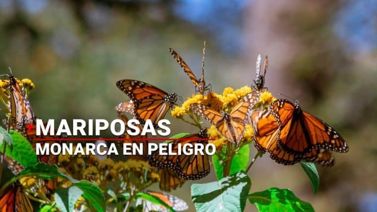 Ejidatarios de Michoacán emprenden programa para rescatar a la mariposa monarca; reforestarán bosques