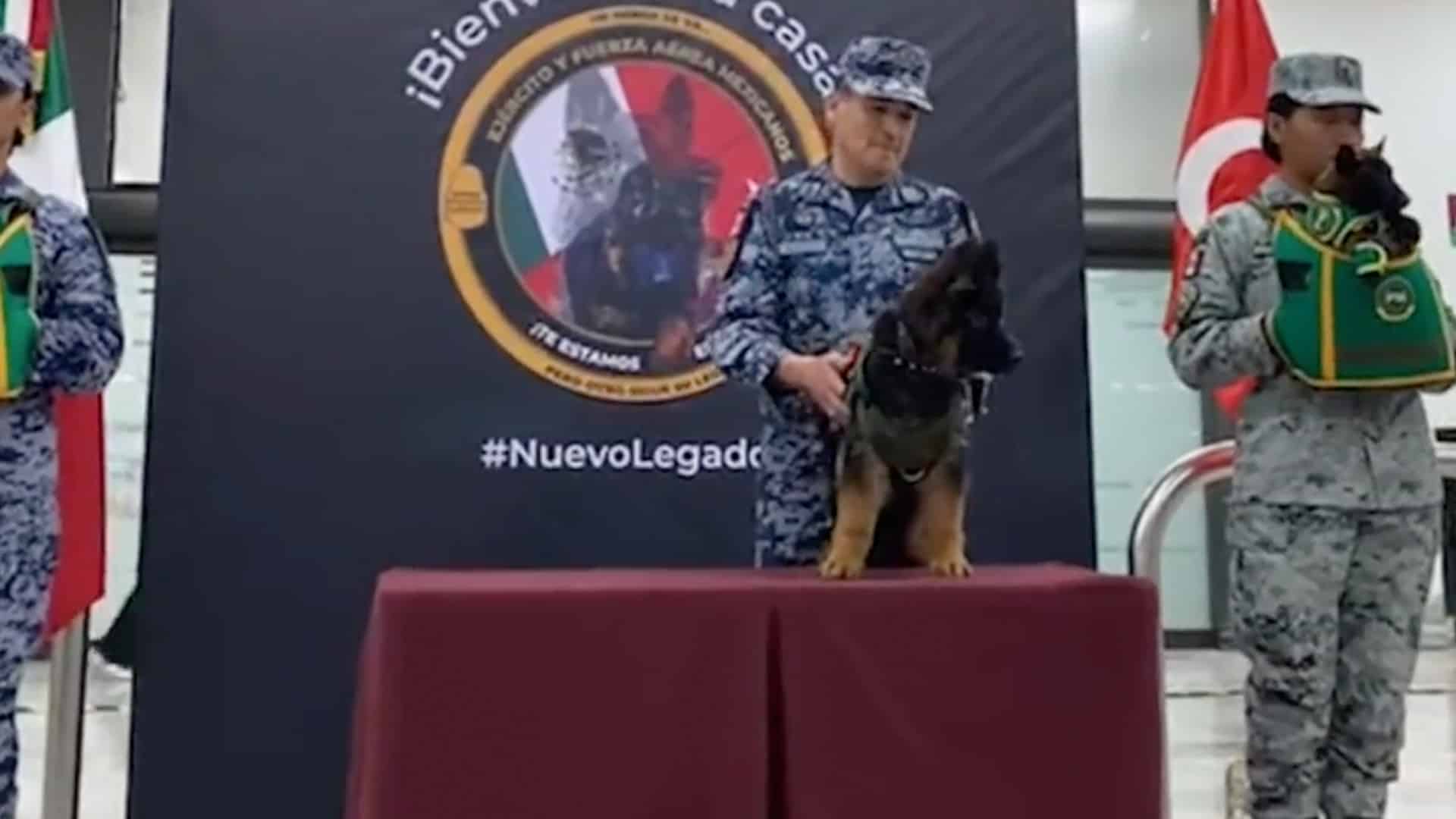 Llegó a México el cachorro donado por el gobierno de Turquía