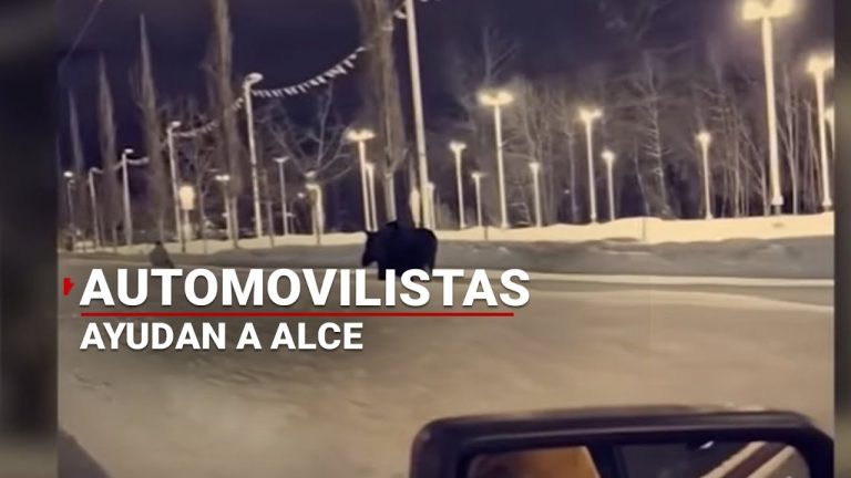 Alce detiene el tráfico para mostrarle el camino a su cría; videos muestran a estos animales en busca de comida