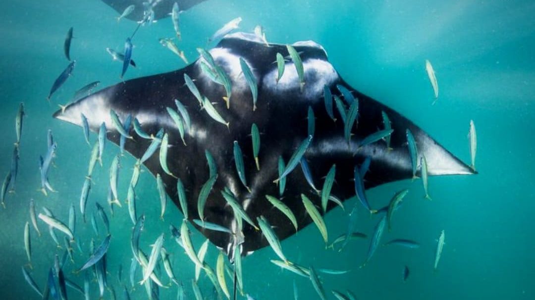 dia mundial de los oceanos