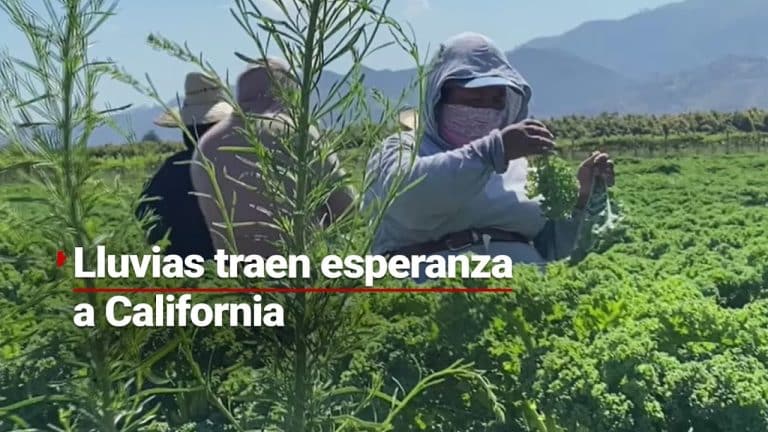Huracán “Hilary” beneficia a agricultores; tierras de California reciben el doble de agua que el año pasado