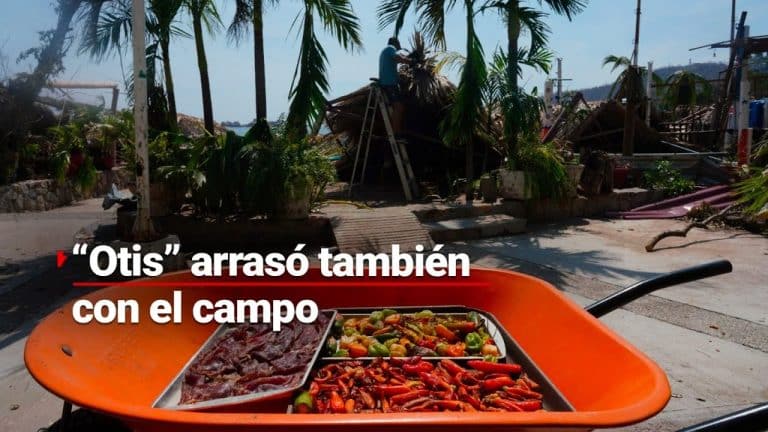 Tras el paso de Otis campesinos revisan cosechas: coco, ciruela, tamarindo y limón perdidos