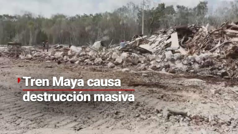 Paso del Tren Maya deja más de 10 millones de árboles talados