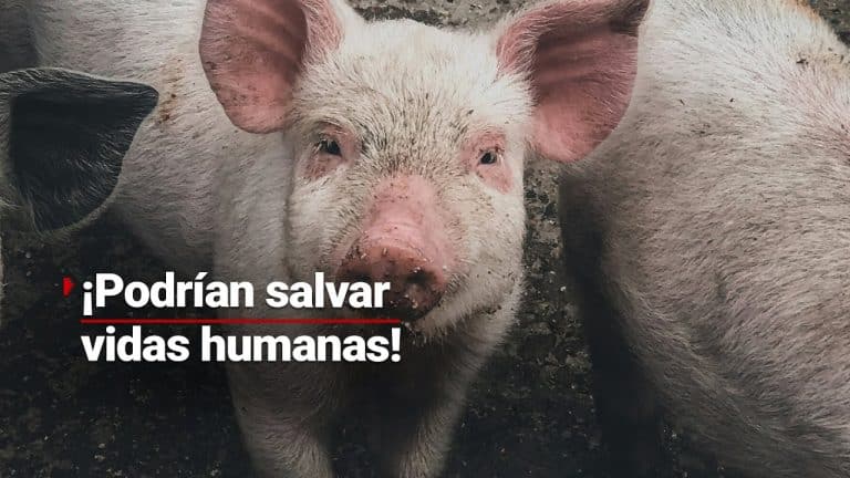 Dan de alta a hombre que recibió transplante de riñón de cerdo