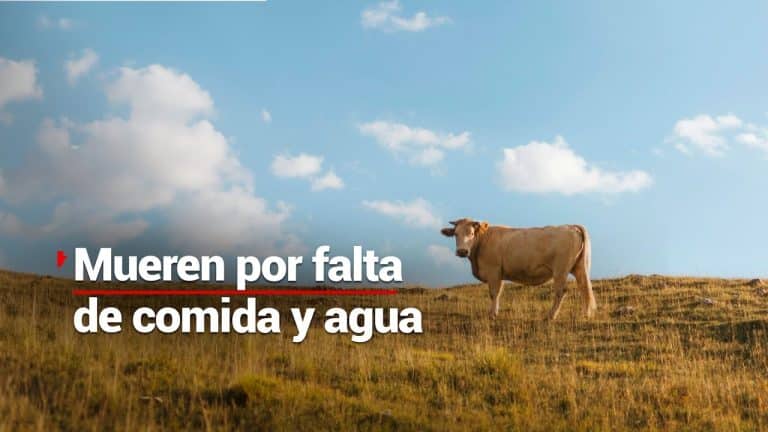 Muere ganado en Durango por la falta de agua y alimento