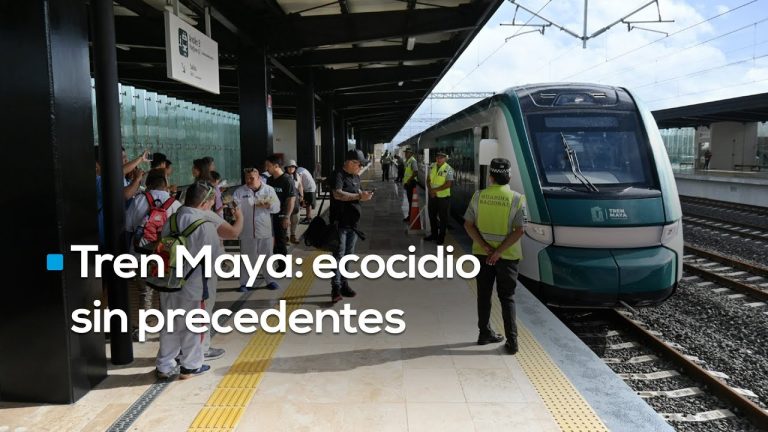 Ecocidio del Tren Maya en Quintana Roo es irreversible