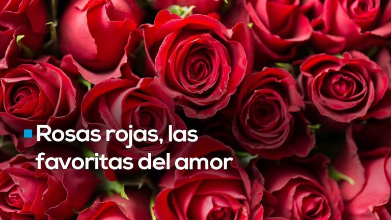 Productores esperan buena venta de rosas rojas